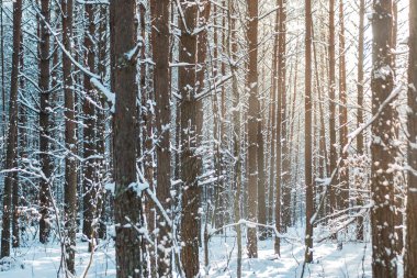 Saf beyaz kış karlı orman kırsal kesimde
