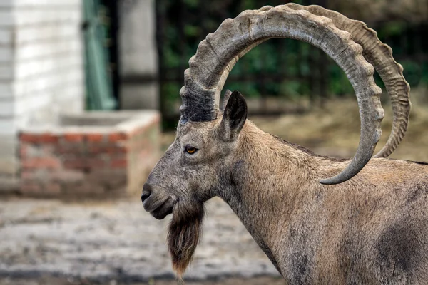 Testa di montone di profilo allo zoo in Ucraina — Foto Stock