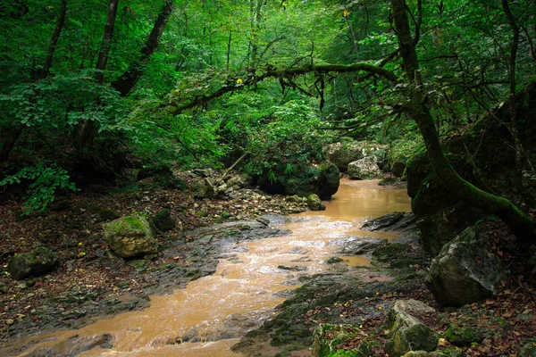 Il fiume di montagna nei boschi vicino al Caucaso settentrionale — Foto Stock