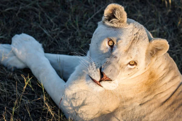 White lioness with big eyes under the setting sun — Stock Photo, Image