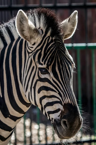 Zebra hoofd zonnige dag in de dierentuin — Stockfoto