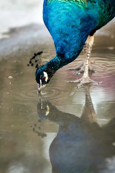 Blue peacock in a zoo in the Crimea closeup — Stock Photo, Image