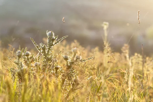 Bush thistles Çimenlerin arasında arkadan aydınlatmalı güneş ışığında vurdu