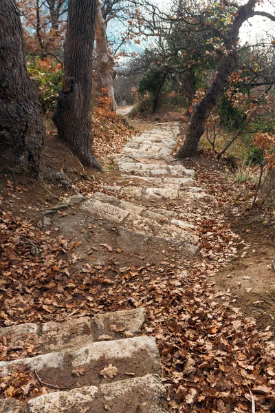 Taş adımları pitoresk bir ormanın ortasında