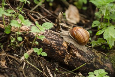Ormandaki bir ağaç dalı üzerinde sürünerek salyangoz
