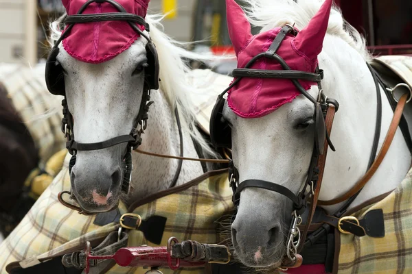 De hoofden van twee paarden voor stad wandelingen in Wenen, Oostenrijk — Stockfoto