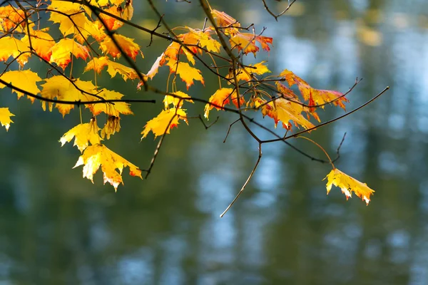 Žlutá Javorové listy na pozadí rybníka na podzim — Stock fotografie