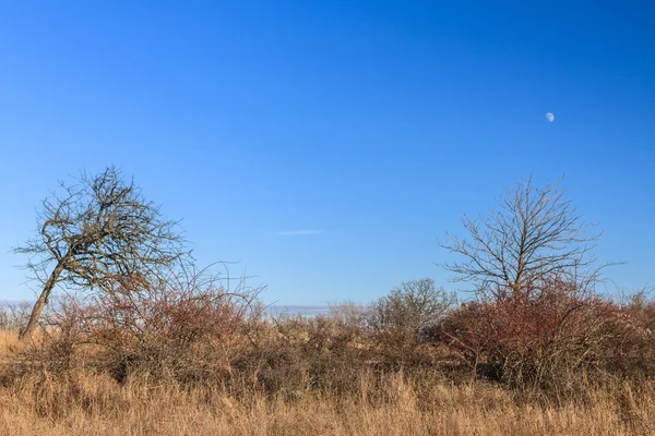 Staré podzimní pole za měsíc a modré nebe — Stock fotografie