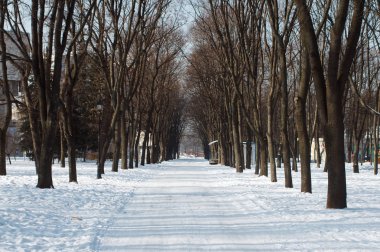 Karla kaplı yol parkta ağaçların arasından