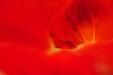 Kırmızı Soyut Arkaplan