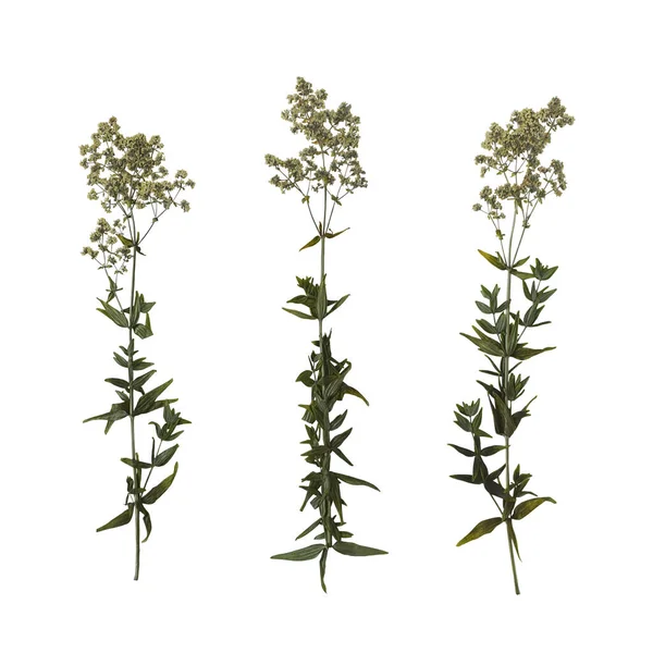 Sada Suchých Lisovaných Větví Květu Izolovaných Bílém Pozadí Herbář — Stock fotografie