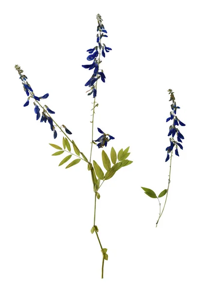 Lisované Divoké Květiny Izolované Bílém Pozadí Botanická Sada — Stock fotografie