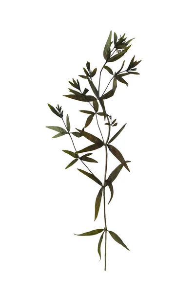 Sucho Lisované Rostliny Izolované Bílém Pozadí — Stock fotografie