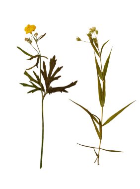 Beyaz arka planda izole edilmiş sıkıştırılmış yabani çiçekler. Botanik seti