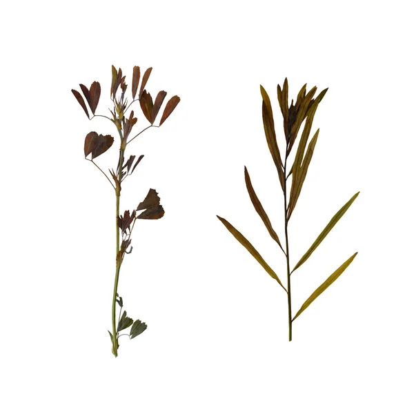 Herbář Lisované Volně Rostoucí Rostliny Izolované Bílém Pozadí — Stock fotografie