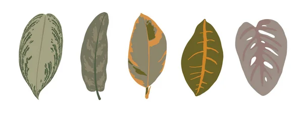 Ručně Kreslené Tropické Listy Izolované Bílém Pozadí Botanická Souprava Vektorová — Stockový vektor