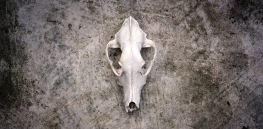 Beton duvarda hayvan kafatası.