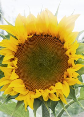 Ayçiçeği sarı yaprakları ile