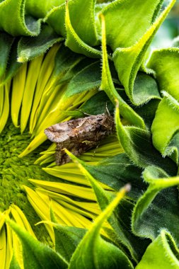 Böcek uyku ile ayçiçeği