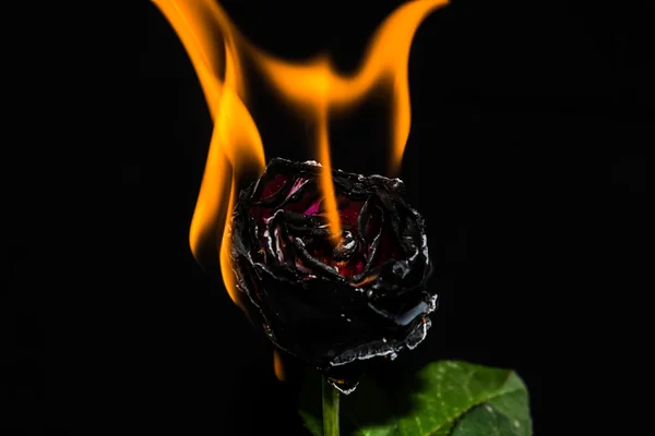 Płonący Kwiat Róża — Zdjęcie stockowe