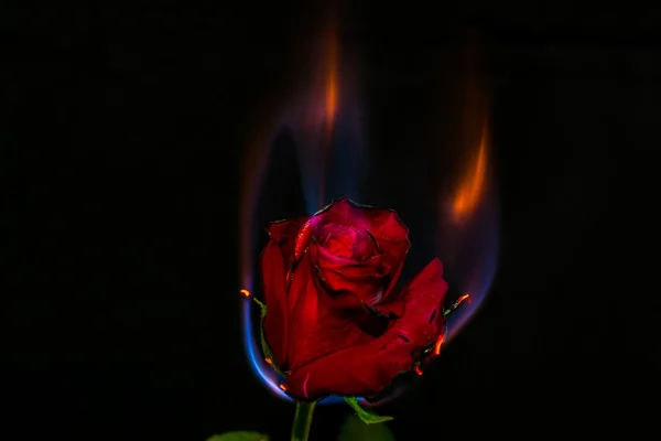 Красная горящая роза Лицензионные Стоковые Фото