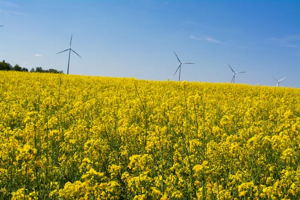 Erneuerbare Energien Aus Rapsöl Und Windkraft — Stockfoto