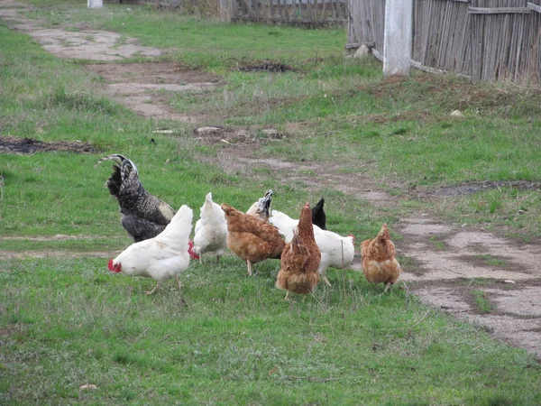 Pollos en una hierba — Foto de Stock