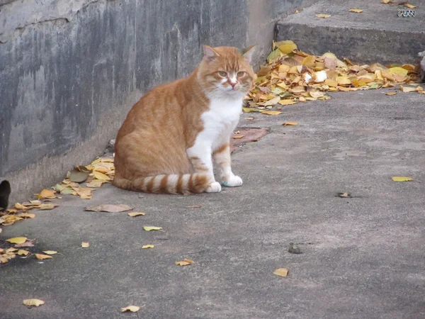 Gato gordo vermelho — Fotografia de Stock