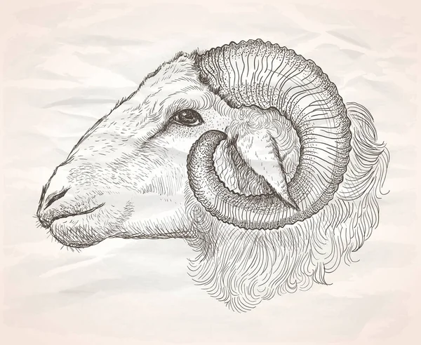 Ram Profil Porträtt Grafisk Vektor Handritad Illustration — Stock vektor