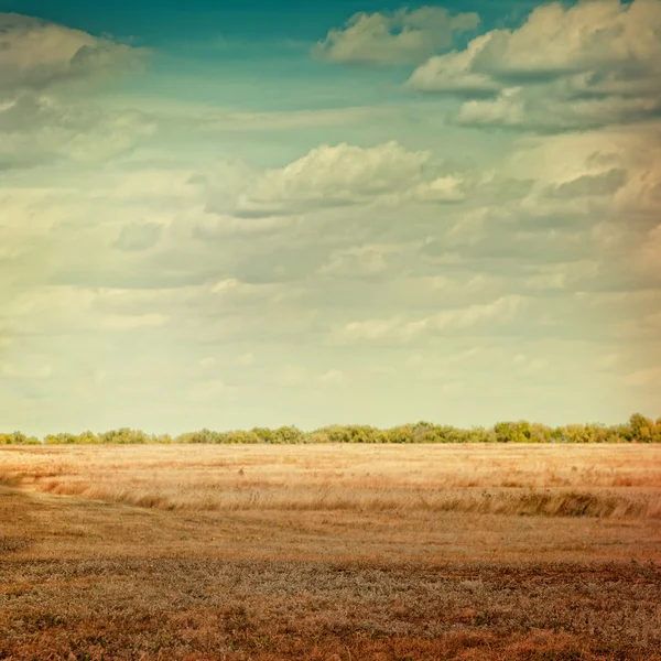 Autumn wheat field lomography. — Stock Photo, Image