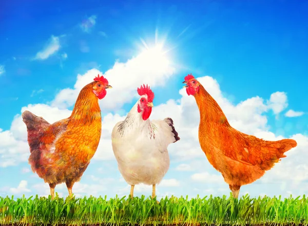 Hühner stehen auf einem grünen Gras vor sonnigem Himmel. — Stockfoto