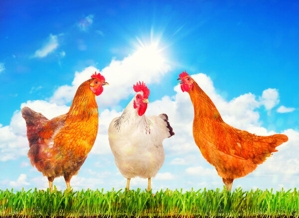 Hens standing on a green grass against sunny sky.