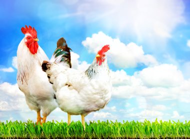 Beyaz tavuk ve beyaz horoz ayakta yeşil çimenlerin üzerinde.