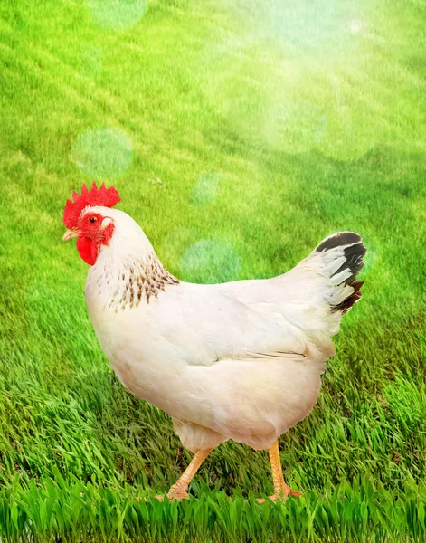 White hen on a green grass. — Stock Photo, Image