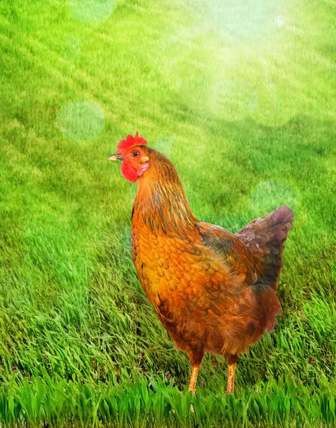 Brown hen standing on a green grass. — Stock Photo, Image