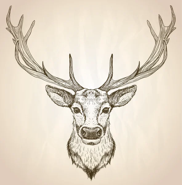 Ilustración gráfica dibujada a mano de una cabeza de ciervo con astas grandes . — Archivo Imágenes Vectoriales