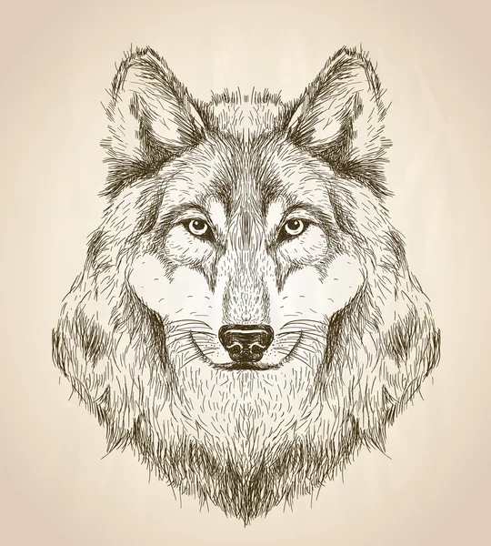 Dibujo vectorial ilustración de una vista frontal de la cabeza de lobo . — Vector de stock