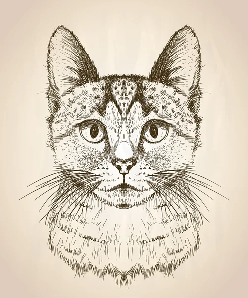 Ручна намальована графічна ілюстрація кота . — стоковий вектор