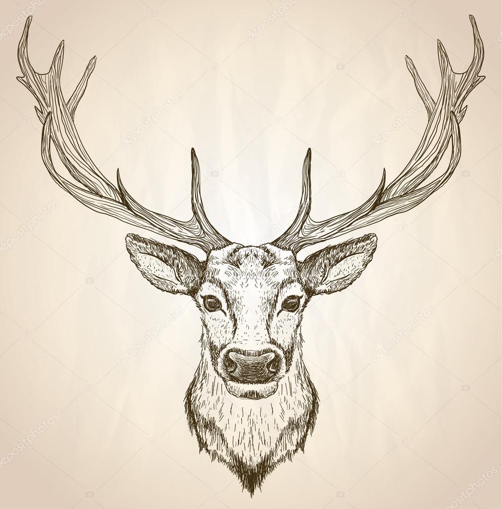 Hand drawn graphic illustration of of a deer head with big antlers.