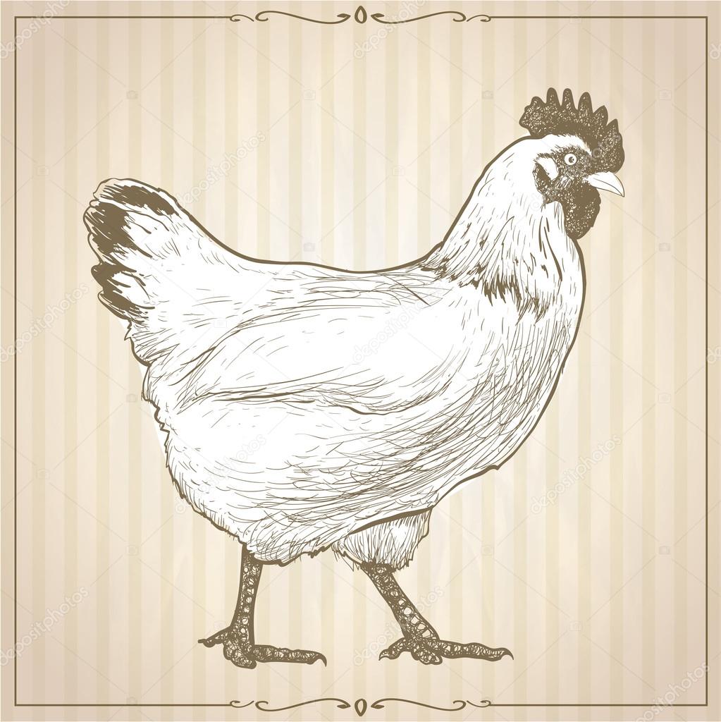 Hand drawn graphic vector illustration with going hen,  profile view, against beige striped backdrop with retro frame, vintage style.