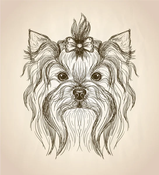 Hand drawn graphic portrait of yorkshire terrier. — Stock Vector