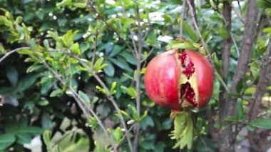 Kadınların elleri olgun, açık bir narın büyük bir meyvesini koparır.