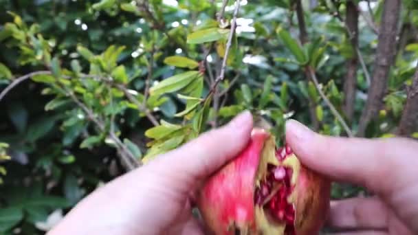 여자의 석류를 뽑는다 — 비디오