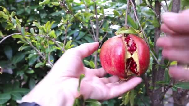 Woman Hands Pluck Large Fruit Ripe Open Pomegranate — Stock Video