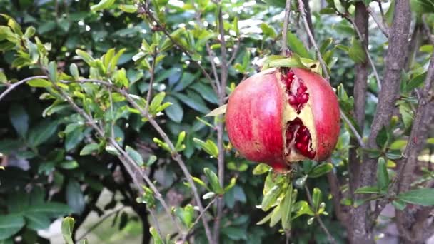 Mani Donna Spennano Gran Frutto Melograno Aperto Maturo — Video Stock