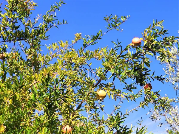 Owoce Dojrzałych Granatów Gałęziach Pod Błękitnym Niebem — Zdjęcie stockowe