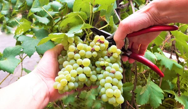 Talyan Üzüm Bağında Şarap Hasadı Sırasında Bir Demet Beyaz Üzüm — Stok fotoğraf