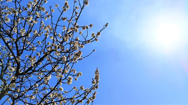 Primavera Fioritura Sakura Sfondo Cielo Blu Copia Spazio — Foto Stock