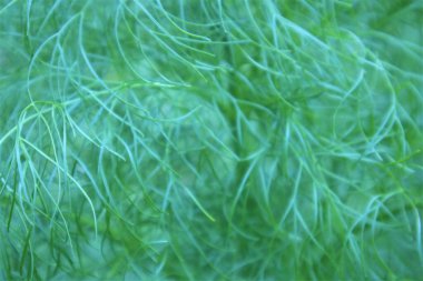 Yeşil çimenler yakın plan, çiy damlaları açıklık, arkaplan