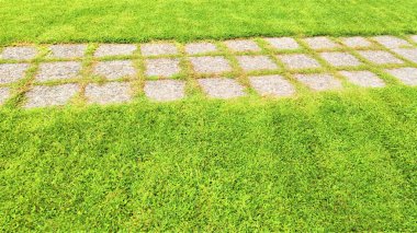 Yeşil çimen doğal arkaplan dokusu